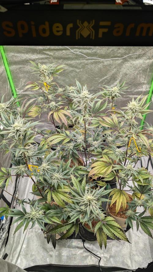 Blueberry Spider (Clones Run). Week 10