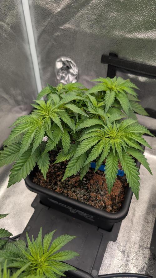 Autopot Discord Grow Along. Week 5