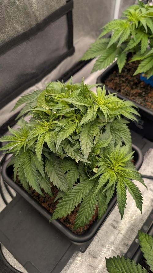 Autopot Discord Grow Along. Week 5