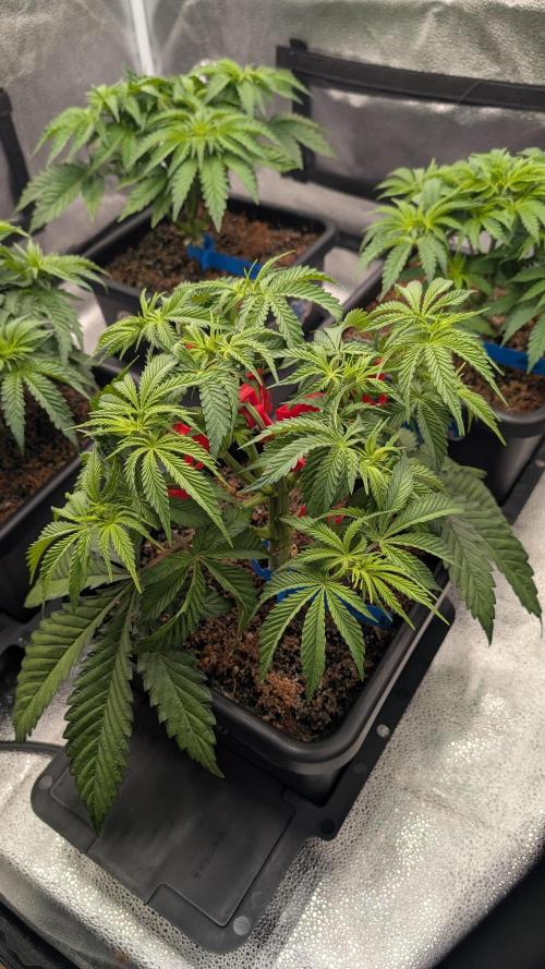 Autopot Discord Grow Along. Week 5