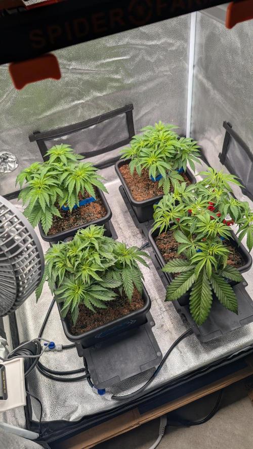 Autopot Discord Grow Along. Week 5