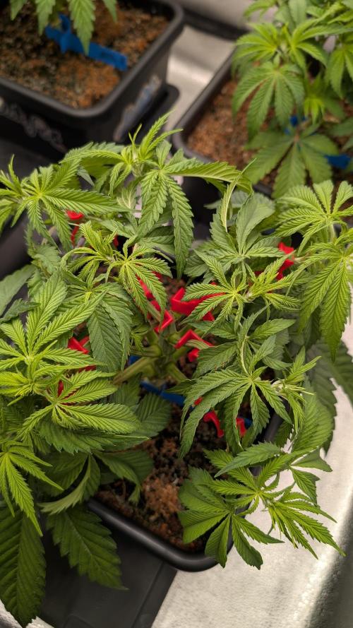 Autopot Discord Grow Along. Week 5