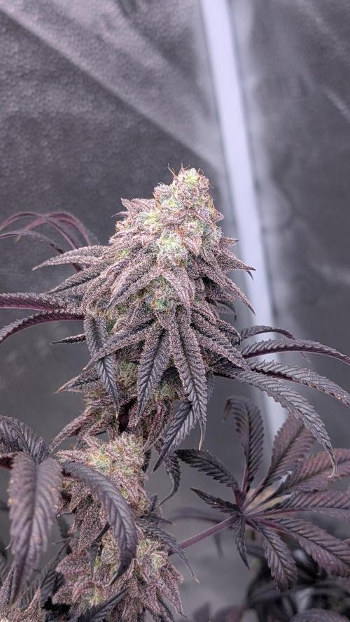 Blueberry Spider. Week 17