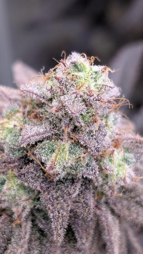 Blueberry Spider. Week 17