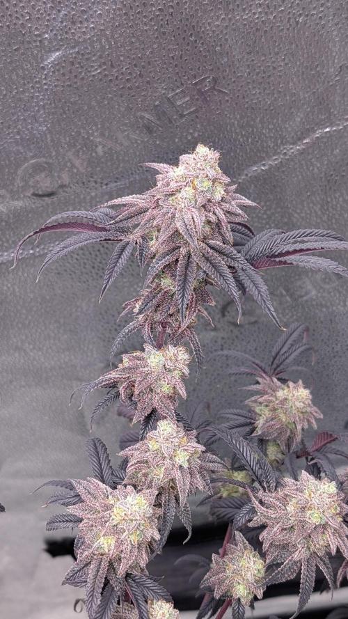 Blueberry Spider. Week 17