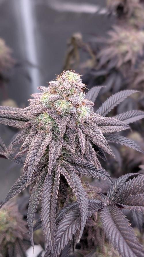 Blueberry Spider. Week 17