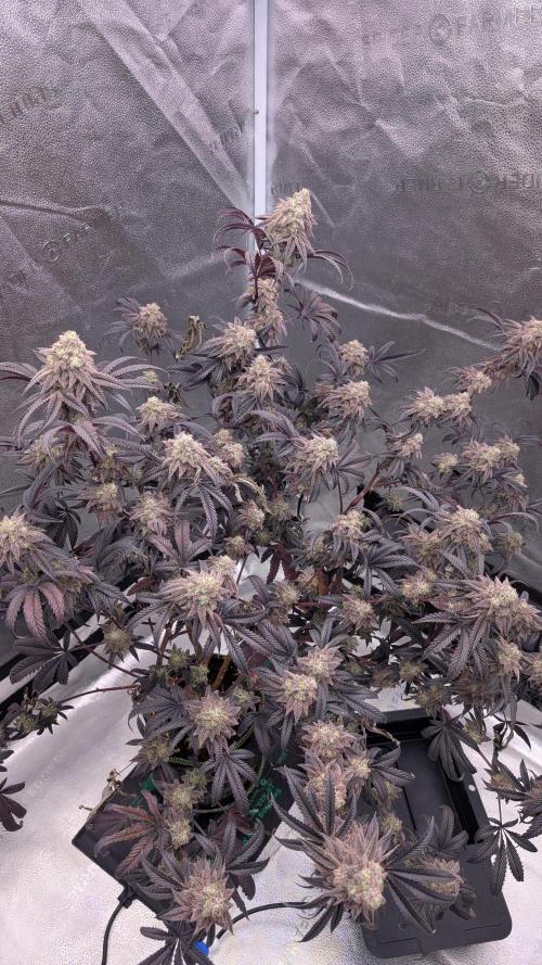 Blueberry Spider. Week 17