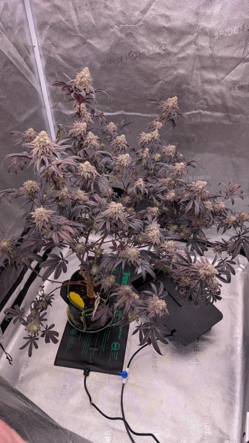 Blueberry Spider. Week 17