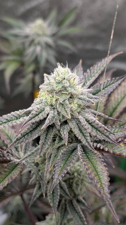 Blueberry Spider (Clones Run). Week 11