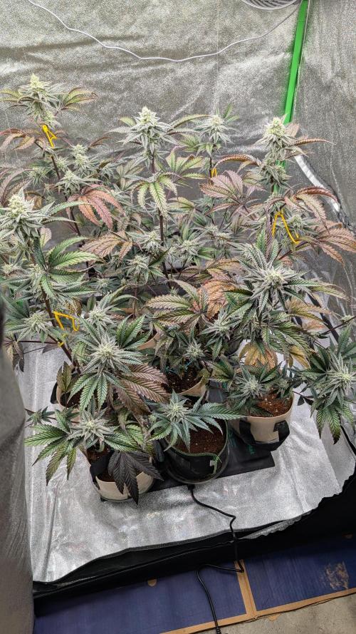 Blueberry Spider (Clones Run). Week 11