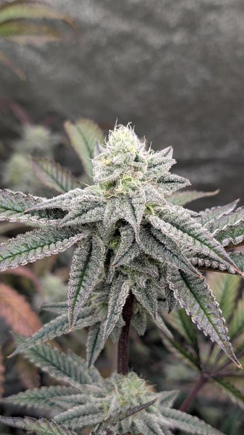 Blueberry Spider (Clones Run). Week 11