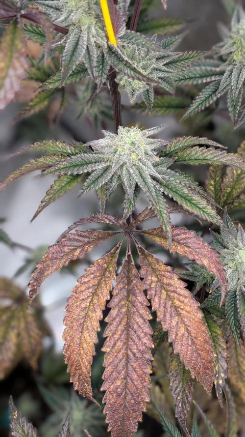 Blueberry Spider (Clones Run). Week 11