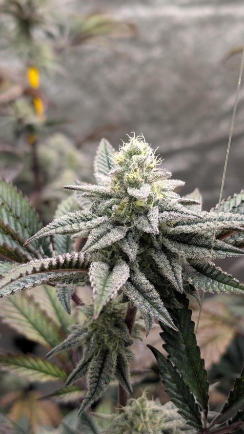 Blueberry Spider (Clones Run). Week 11