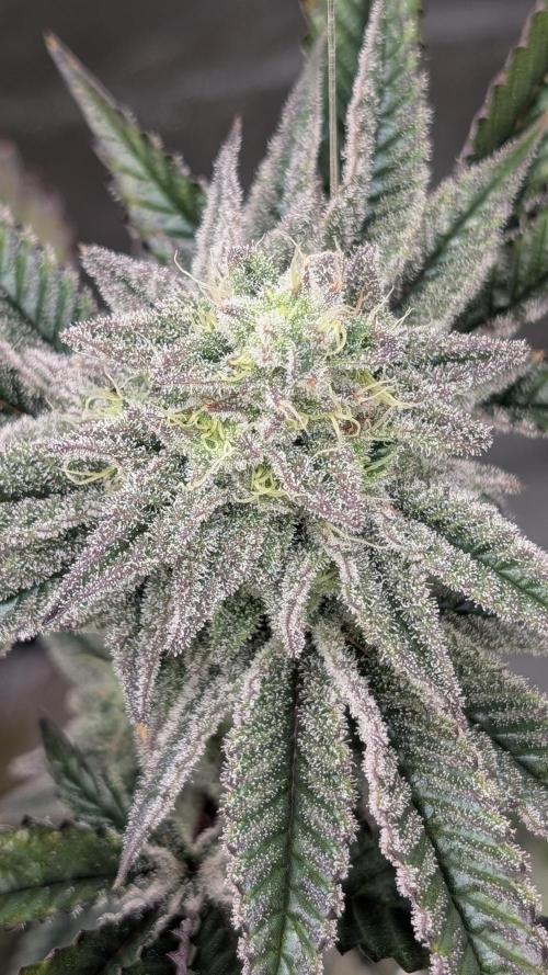 Blueberry Spider (Clones Run). Week 11