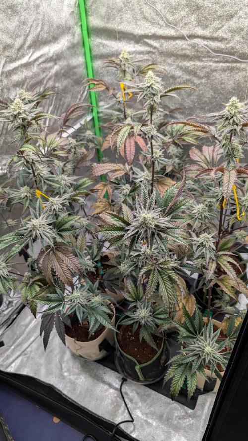 Blueberry Spider (Clones Run). Week 11