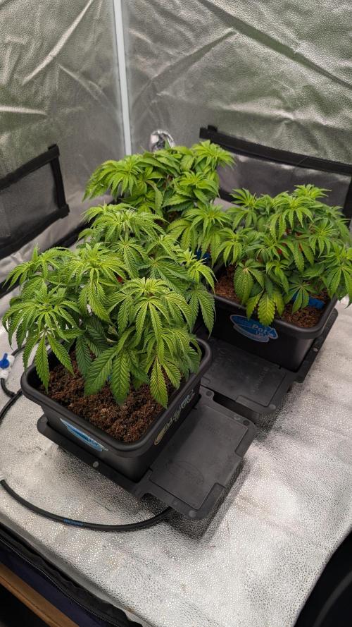 Autopot Discord Grow Along. Week 6