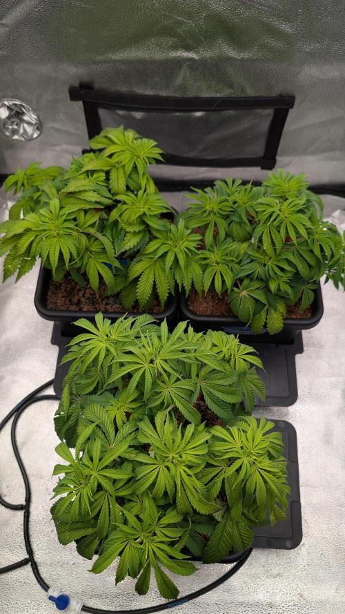 Autopot Discord Grow Along. Week 6