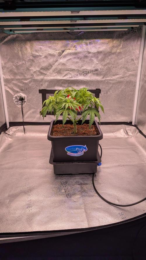 Autopot Discord Grow Along. Week 6