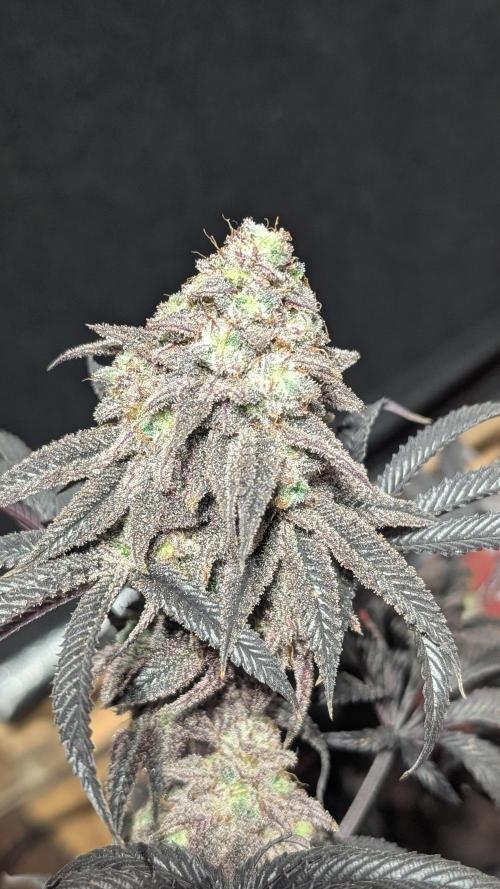 Blueberry Spider. Week 18