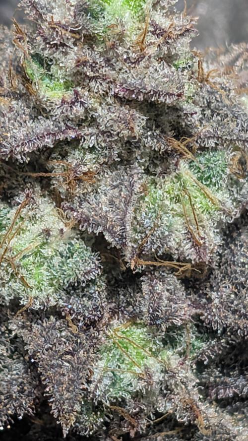 Blueberry Spider. Week 18