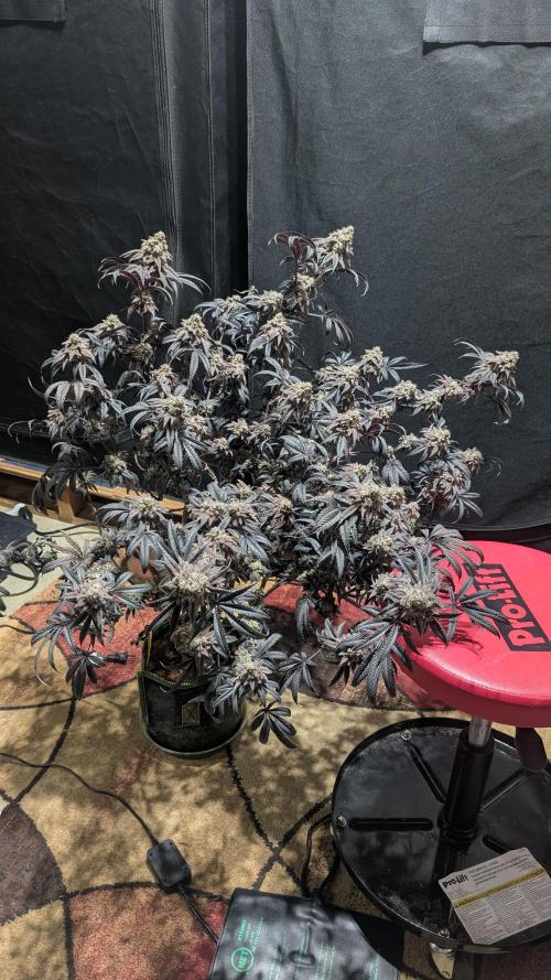 Blueberry Spider. Week 18
