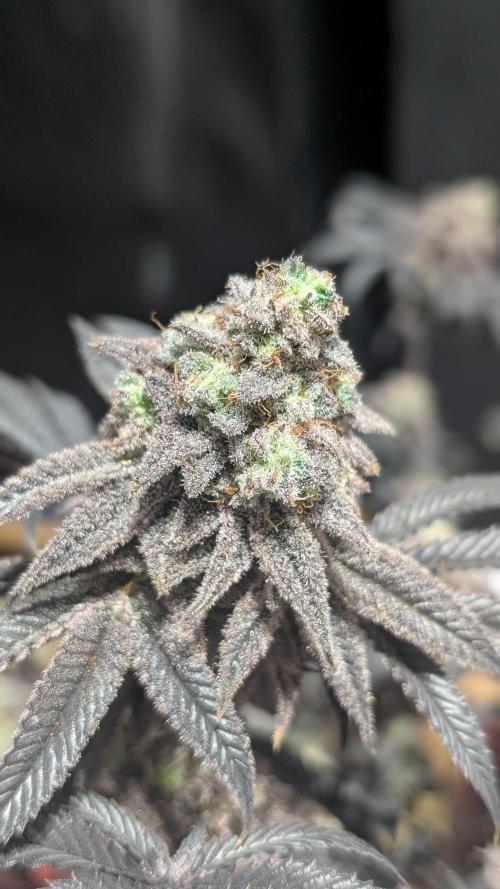 Blueberry Spider. Week 18