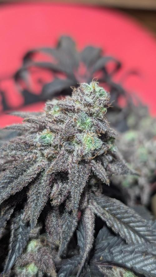 Blueberry Spider. Week 18