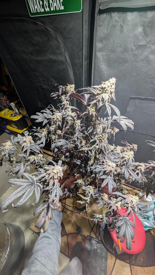 Blueberry Spider. Week 18