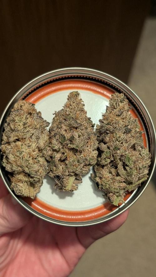 Nova 91 x OC Runtz. Week 16