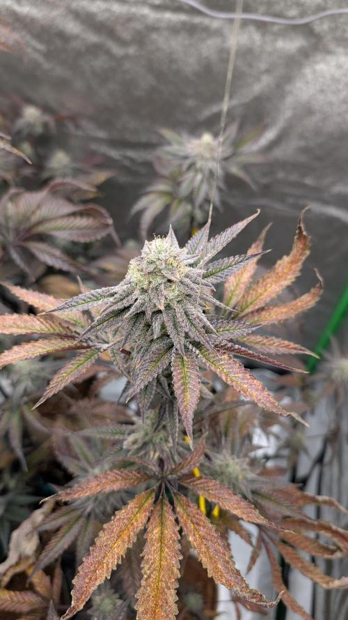 Blueberry Spider (Clones Run). Week 12