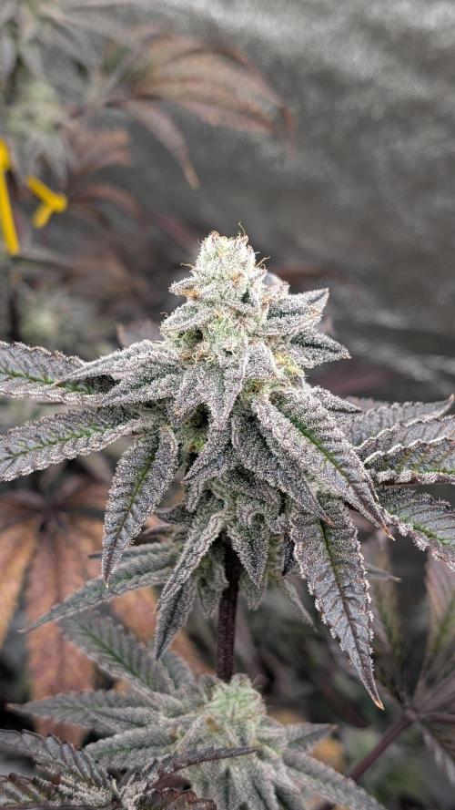 Blueberry Spider (Clones Run). Week 12