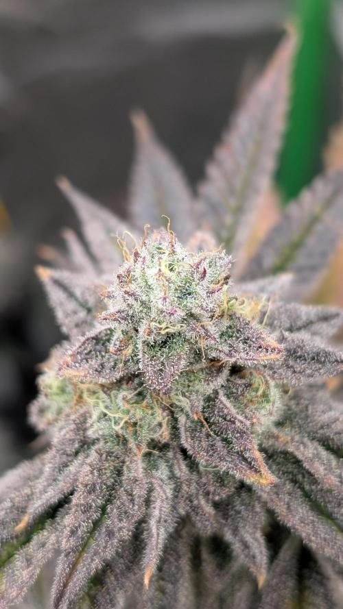 Blueberry Spider (Clones Run). Week 12