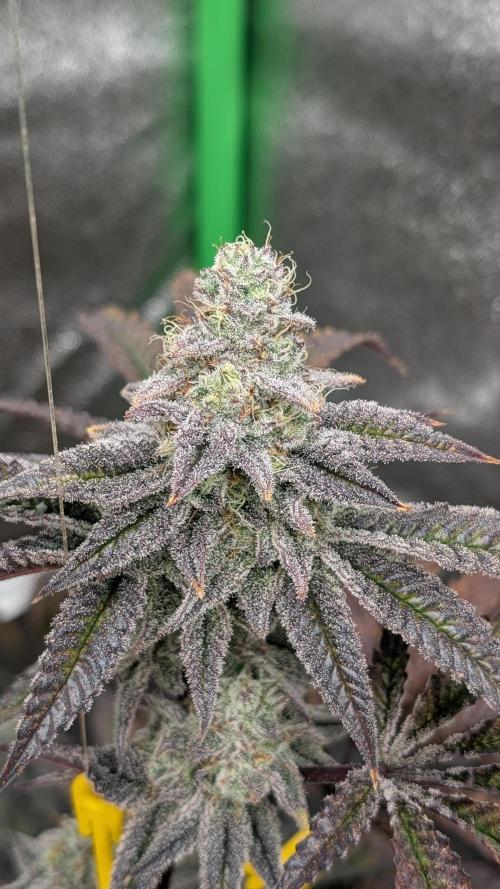 Blueberry Spider (Clones Run). Week 12