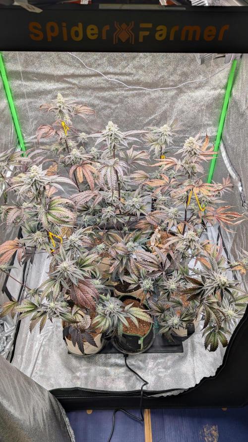 Blueberry Spider (Clones Run). Week 12