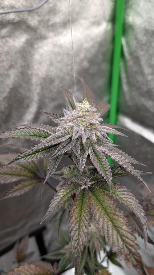 Blueberry Spider (Clones Run). Week 12