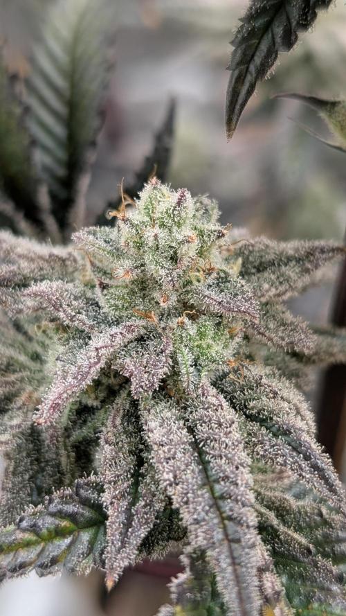 Blueberry Spider (Clones Run). Week 12