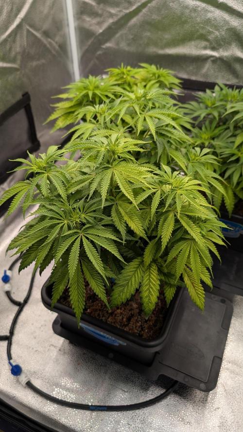 Autopot Discord Grow Along. Week 7