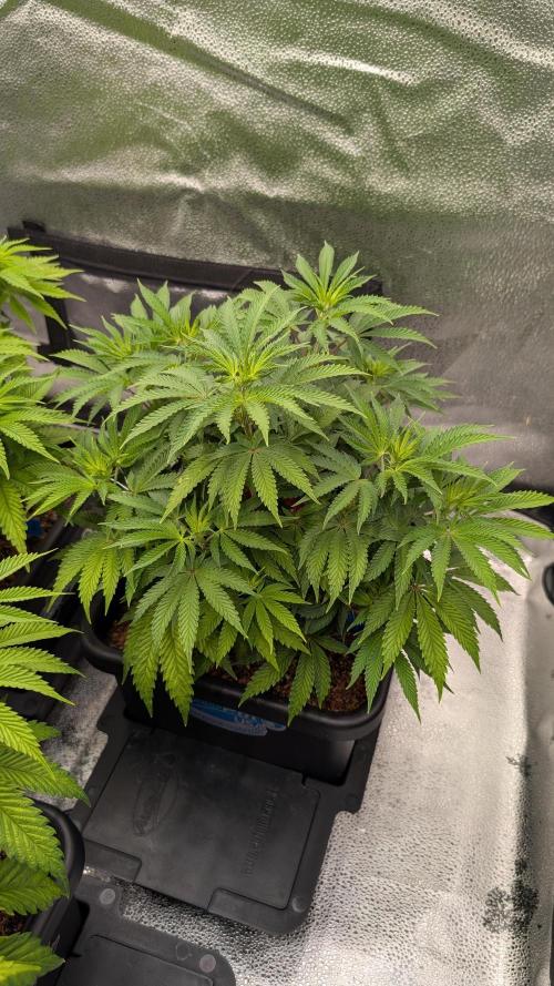 Autopot Discord Grow Along. Week 7