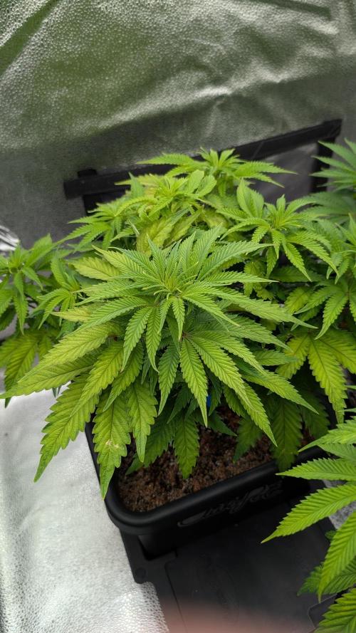 Autopot Discord Grow Along. Week 7