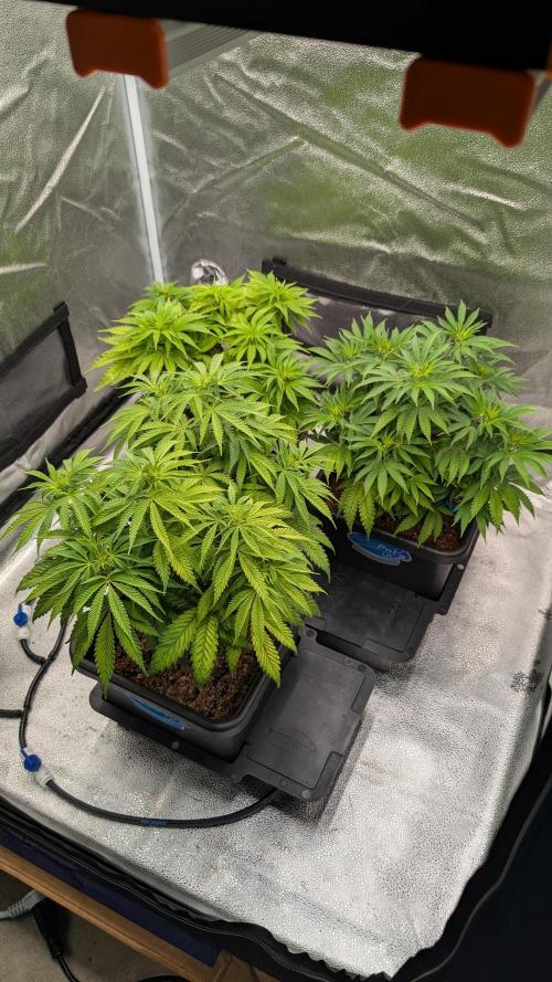 Autopot Discord Grow Along. Week 7