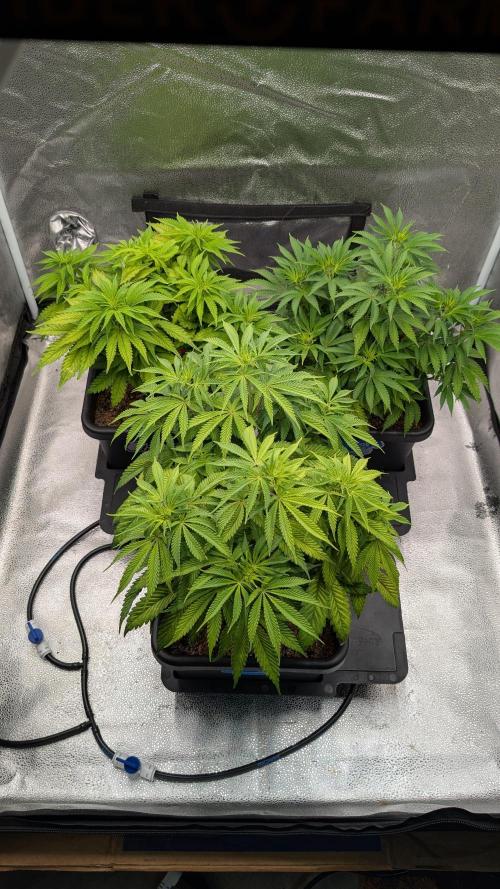 Autopot Discord Grow Along. Week 7