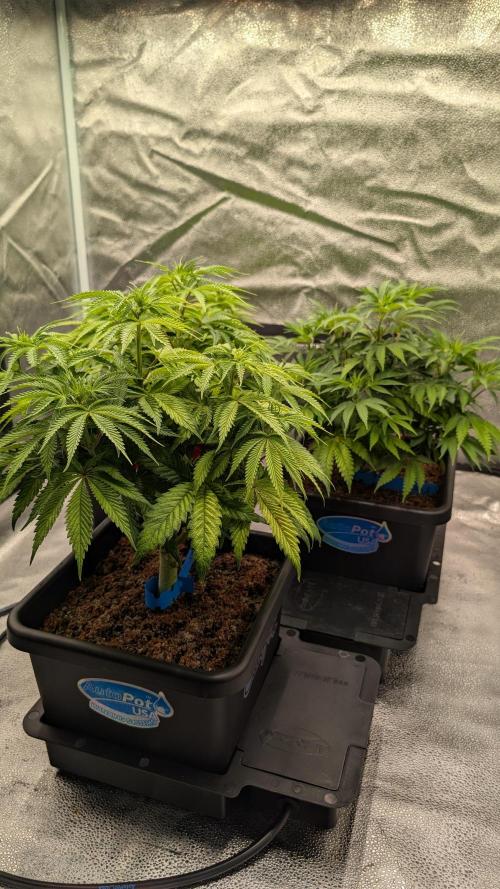 Autopot Discord Grow Along. Week 7