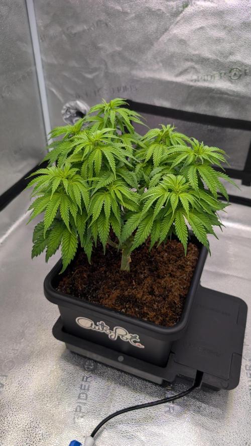 Autopot Discord Grow Along. Week 7