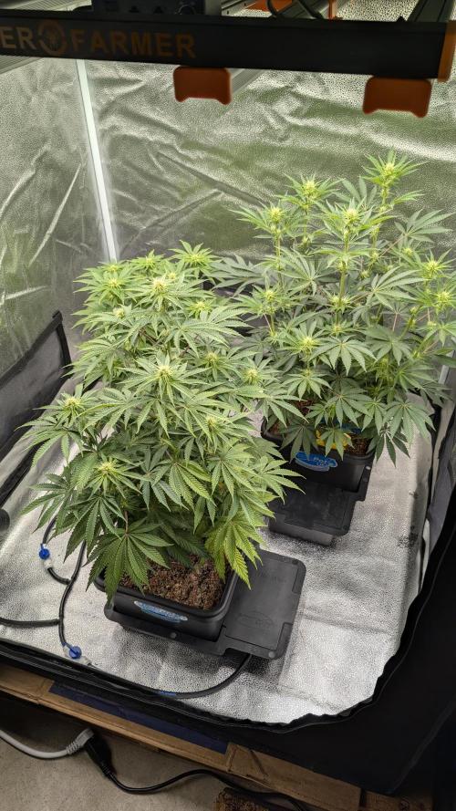 Autopot Discord Grow Along. Week 8