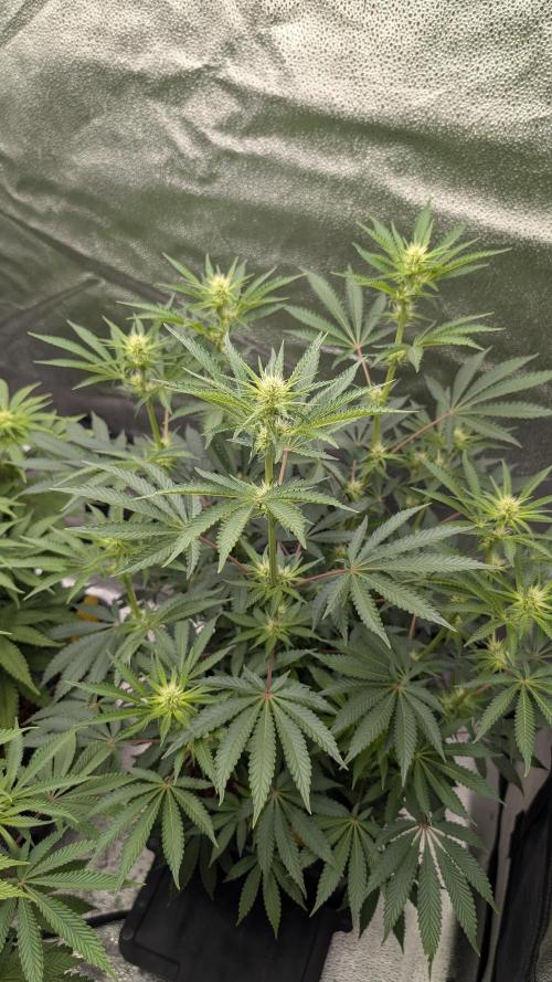 Autopot Discord Grow Along. Week 8