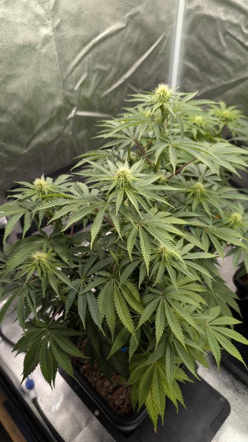 Autopot Discord Grow Along. Week 8