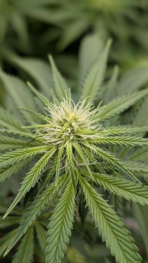 Autopot Discord Grow Along. Week 8