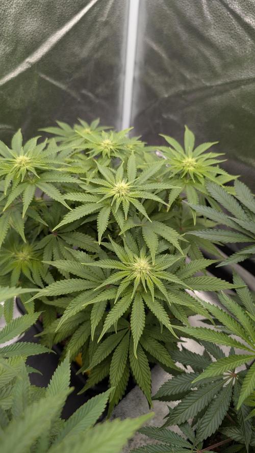 Autopot Discord Grow Along. Week 8
