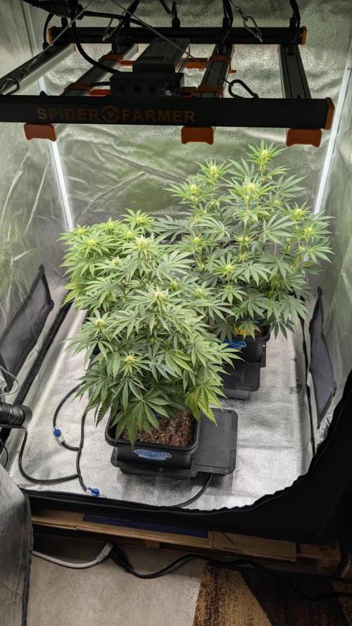 Autopot Discord Grow Along. Week 8