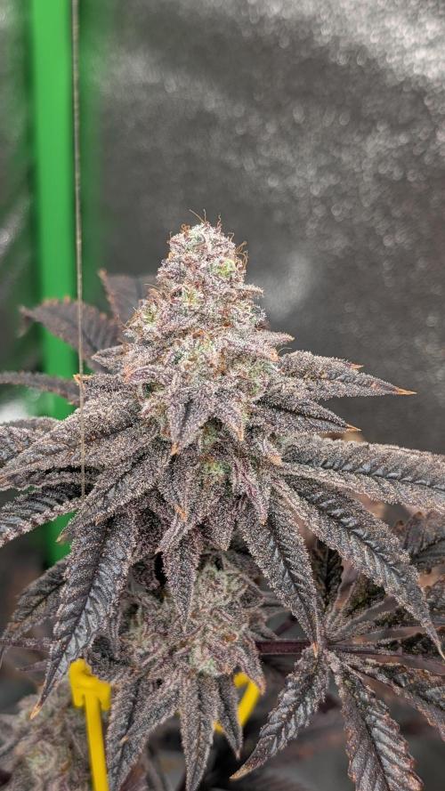 Blueberry Spider (Clones Run). Week 13